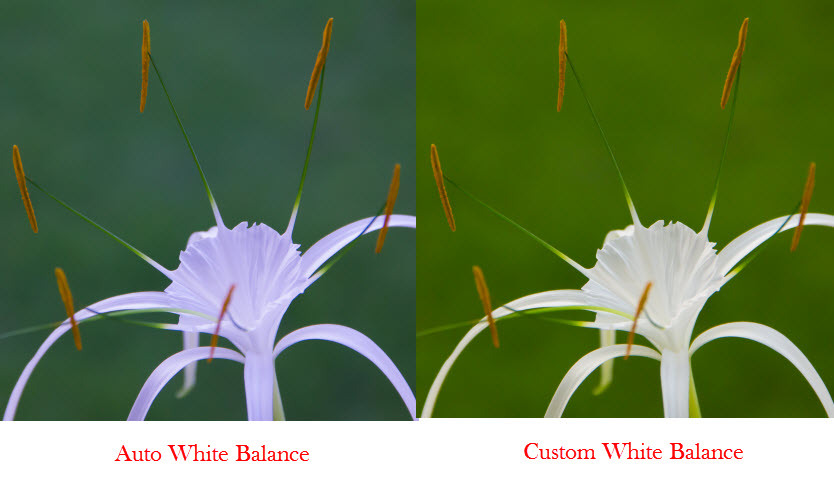 custom_white_balance